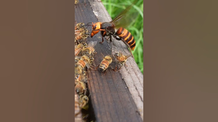 Giant Hornet Group Attack on Honeybee Hive #savethebees