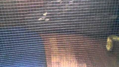 My burmese python, Atillas first chicken