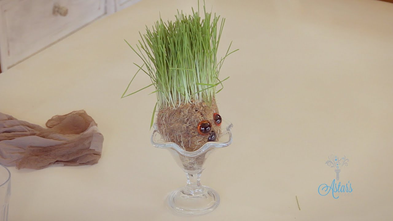 Super Easy Science: How to Grow Wheatgrass on Water Beads - Left Brain  Craft Brain