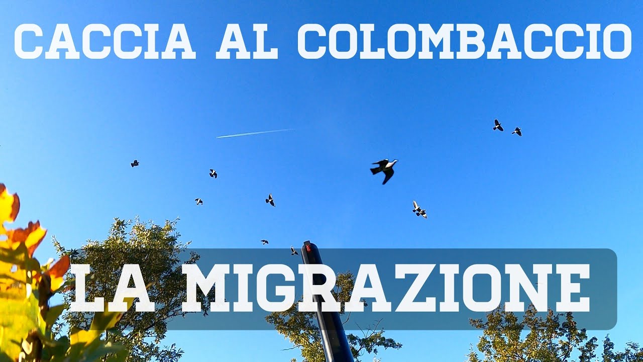 Caccia al colombaccio: emozioni dal palco! -- Benelli Montefeltro