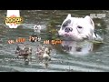 나 이러다 죽겠어요 ㅠㅜ  하지만 오리들과 함께라면.. ㅣMichael Phelps Dog Can’t Stop Swimming To Stalk Ducks