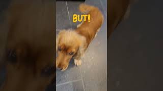 Story about the elevator  STUBBORN  English Cocker Spaniel Robby #cockerspaniel #cutepet #spaniel