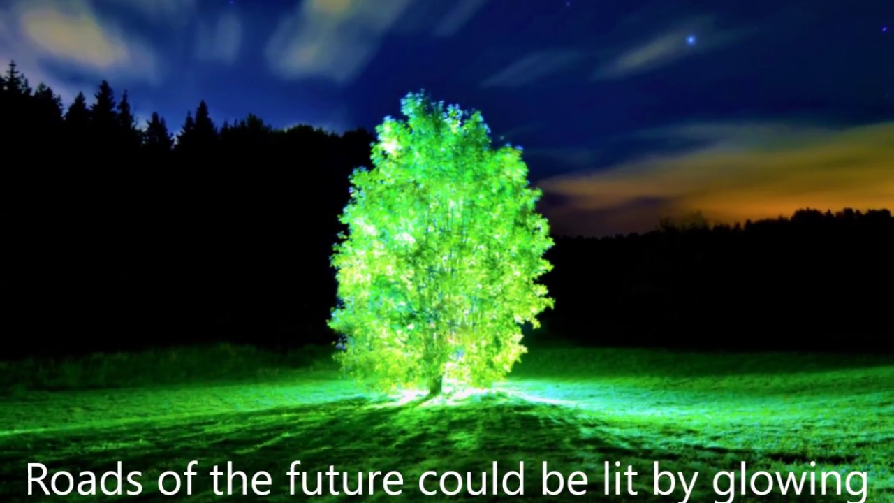 Living Plants That Glow Like A Lamp YouTube