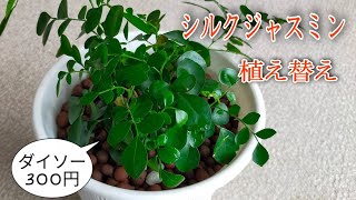 ダイソーの観葉植物 月橘 ゲッキツ シルクジャスミン Youtube