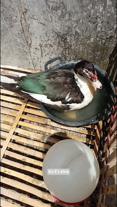 berendam air panas guys 🦆#entok #duck #animals #funny #shorts