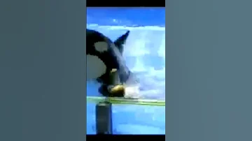 اللحظات الأخيرة في حياة جيسيكا مدربة حوت الأوركا جيسيكا حوت أخبار ترند ترندات 