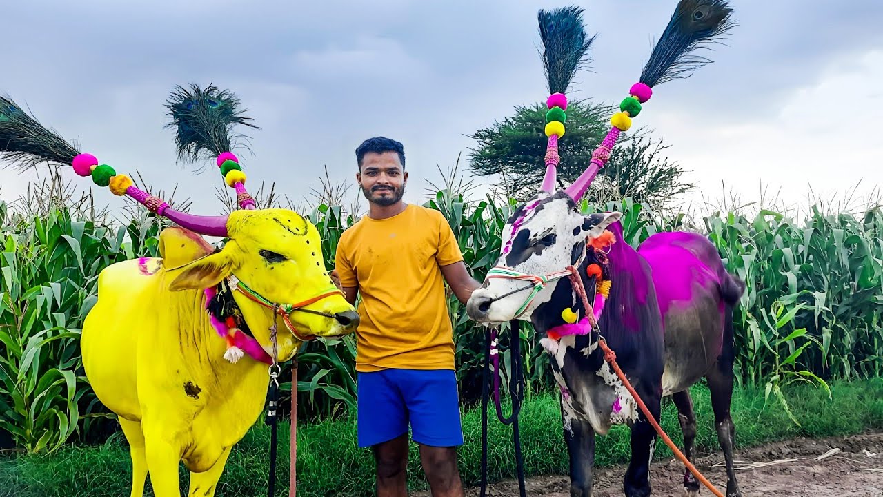 | बैल पोळा सजावट | बेंदुर सण | Bail Pola Festival | Mattu Pongal  | Kadalekai Habba | Jallikattu |  