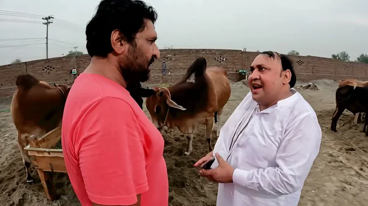 rana ijaz in bakra mandi