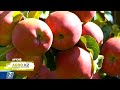 Где казахстанские яблоки и почему мы покупаем импортные? | Agro.KZ
