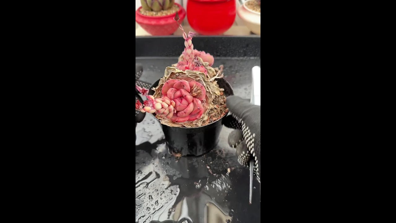 猜猜多少年没管它了