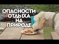 Отдых с собакой на природе, основные опасности. Советы ветеринара.