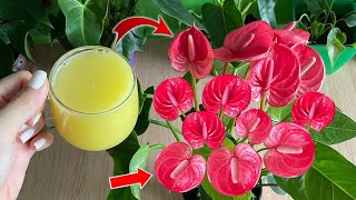 Just 1 cup per week, flowers bloom all year round without fading | Natural Fertilizer