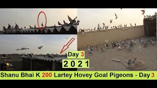 Shanu Bhai K 200 Lartey Hovey Gola Kabootar - Pigeons Loft Day 3 - Video 3