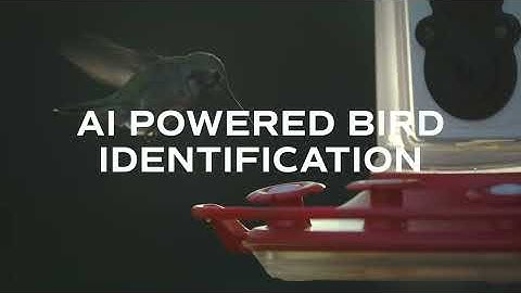 Introducing Feathersnap: Your Window Into the Wild