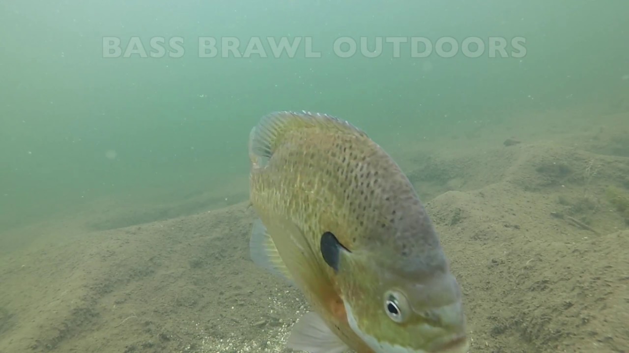 Trophy Spring Bluegills Swimming Around Their Beds - Giant Sunfish
