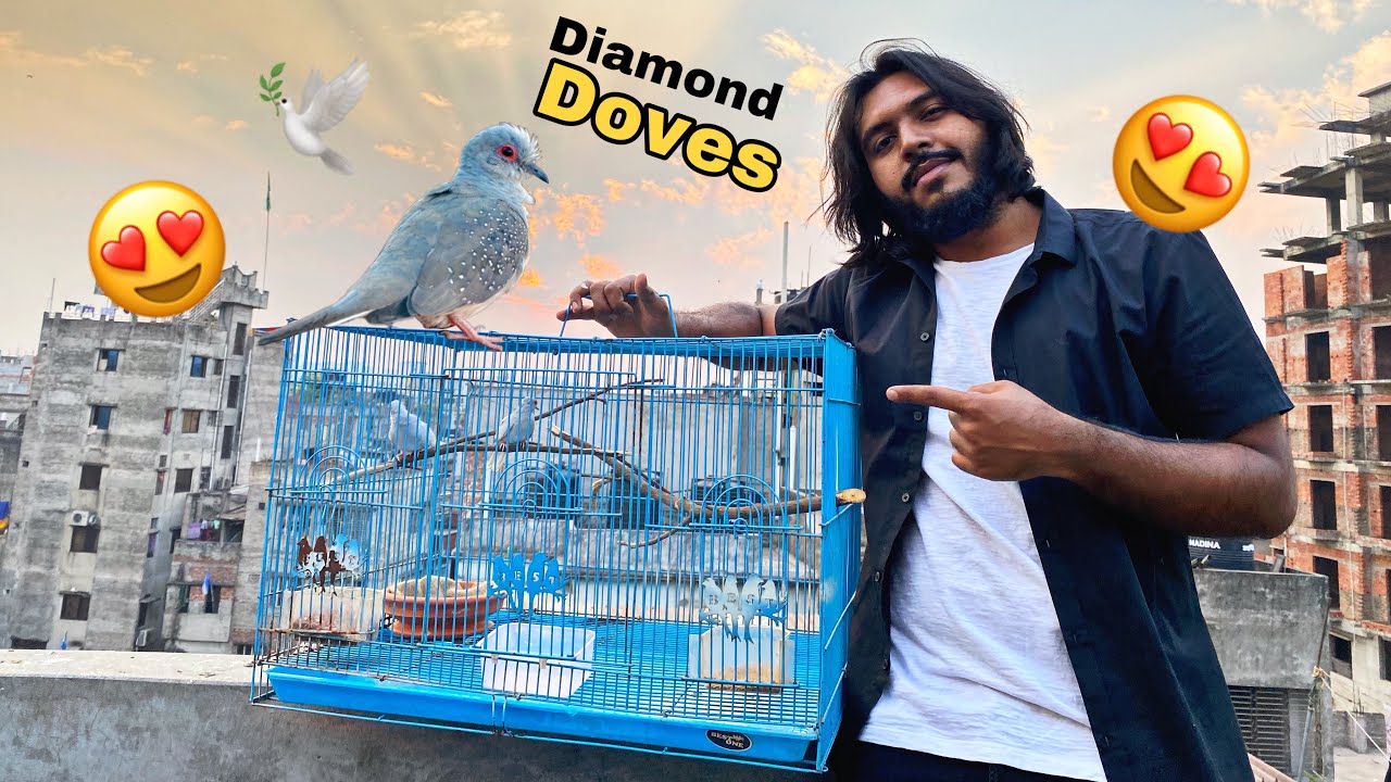 Diamond Dove came 🕊🥰