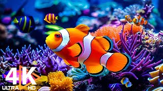 Aquarium 4K VIDEO (ULTRA HD) 🐠 Beautiful Coral Reef Fish - Relaxing Sleep Meditation Music #49