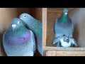 Naturally Formed Pigeon Couples