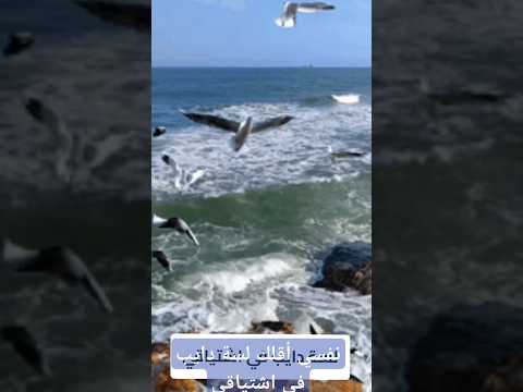 نفسي أقلك لسة دايب في اشتياقي هاني شاكر اغاني عربية اغاني   طرب