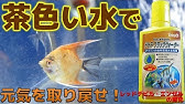 水質調整剤 テトラバイタルよりもコスパ良し テトラビタミンメダカ用 ふぶきテトラ Youtube