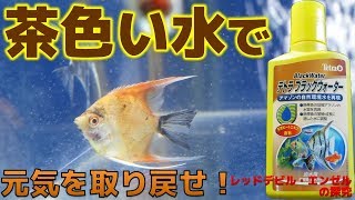 導入から1週間・・・。テトラブラックウォーターで、調子を取り戻せ！【ふぶきテトラ】