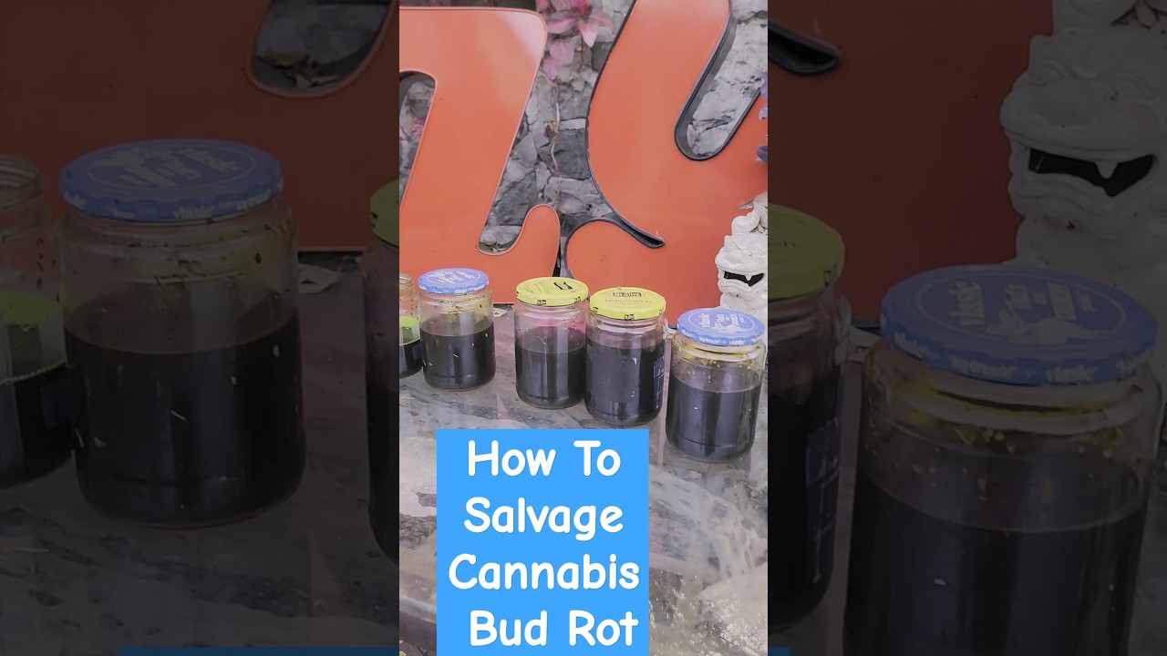 Cannabis Bud Rot Salvage