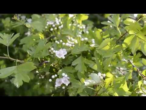 Video: Gard Pădure De Păducel