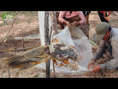 Video: Medvedka: pest control methods