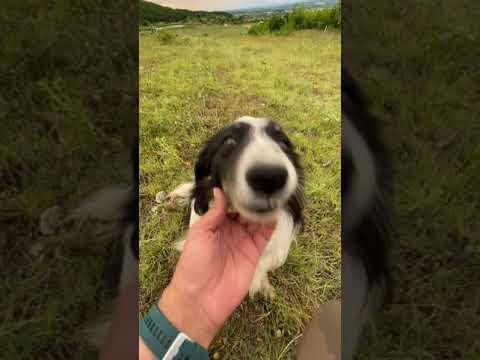 Видео: Разлика между австралийска овчарка и бордър коли