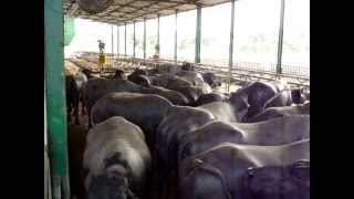 dairy fresh milk producer, milk products, milk plant in ludhiana punjab india www.haraagro.com