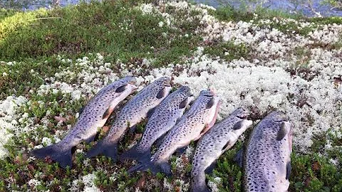 ПЕШКОМ ЗА КУМЖЕЙ. Тундра Кольского полуострова | Fishing for Salmo trutta