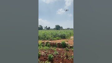 Semprot tanaman jagung dengan drone