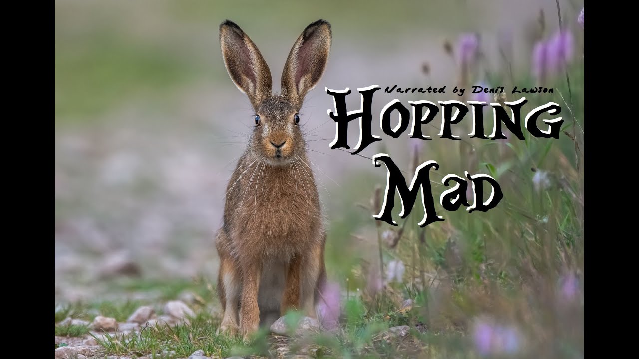 CH5 - Nature Documentary - Natural Natives: Hopping Mad  (1997)