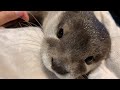 Renovation of  the otter room [Otter life Day 46] カワウソ部屋のリニューアル