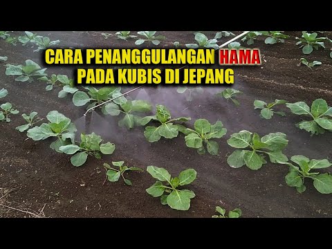 Video: Cara Penapaian Kubis Dengan Bit