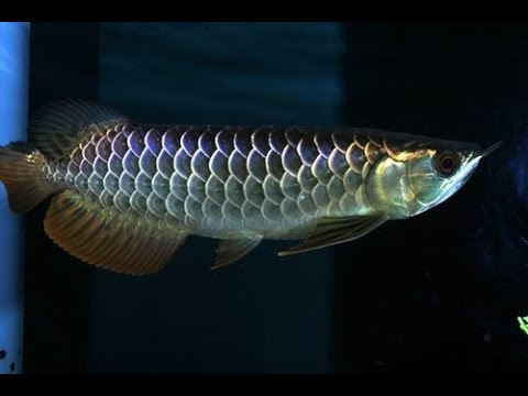 New Duo Arowana Fish Black Titanium And Silver Arowana Fish Youtube
