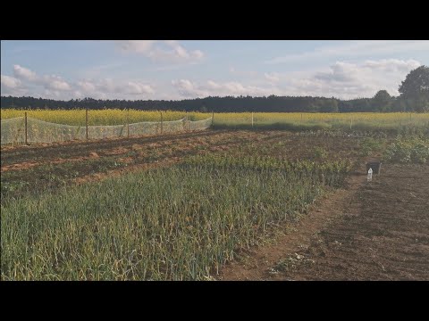 Wideo: Jaką funkcję pełni naturalna aspiryna w roślinach?