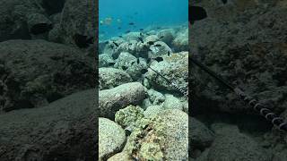Day120 Vlogging Everyday Till Im A Pro Spearfishermen