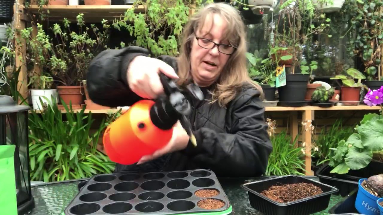 Begonie Shepherdii frø, som jeg sår dem.  Mettemaud.dk