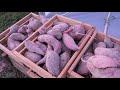 Sweet Potatoes: Harvesting & Curing