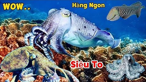 Lặn Biển Bắt Mực Nang Bạch Tuộc Mỹ Siêu To Kiếm Tiền Triệu Ở Độ Sâu 11 Mét | Cảnh 86