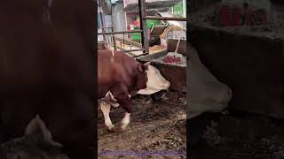 Cow Helps Farmer Push Cart | Wholesome Farm Clip