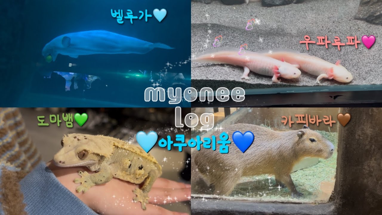 [VLOG] 우파루파ㅣ카피바라ㅣ보고 싶은 동물 다 보러 가기🦫🦎🐑🦘💙💚🩵🩷