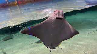Cownose Ray Underwater