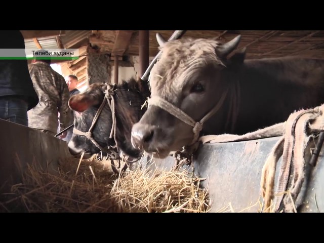 Жасырын камера порносы бар орыс аналары Сексуалды пижама қыздарының видеосы