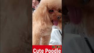 This Poodle Loves To be Groomed
