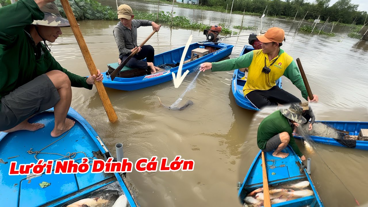 Mấy Anh Em Dọn Đám Rau Muốn Vây Bắt Bầy Cá Nhiều Kinh Khủng / Định Nguyễn Hậu Giang