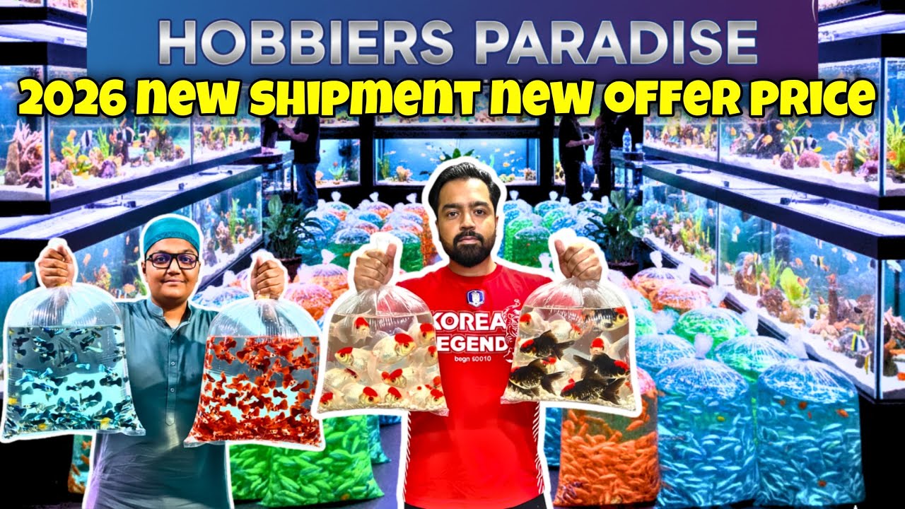 2026 Exotic Aquarium Fish Shipment | Hobbiers Paradise Saddar Karachi | Latest Prices & Stock Update