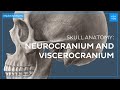 Head regions neurocranium and viscerocranium  quick anatomy  kenhub