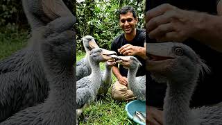 Shoebill Feeding Time